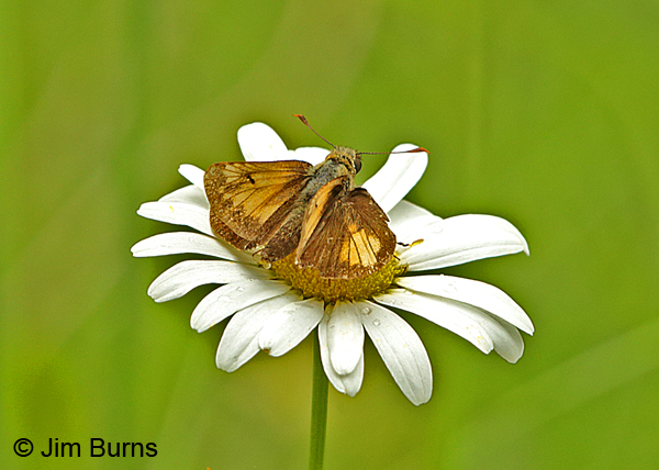 Hobomok Skipper on aster, Pennsylvania