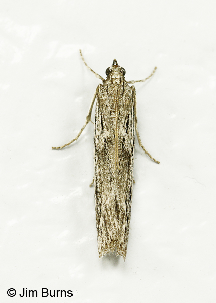 Homeosoma impressalis dorsal view, Arizona