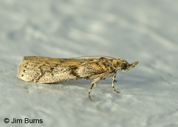 Homoeosoma deceptorium, Arizona.