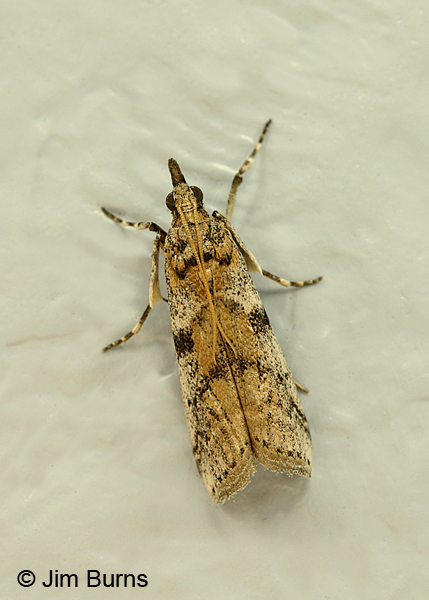 Homoeosoma deceptorium dorsal view, Arizona