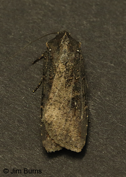 Homoglaea dives, Arizona