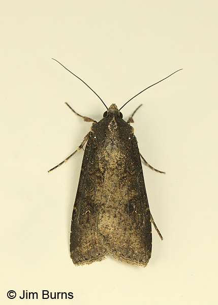 Homoglaea dives dorsal view, Arizona