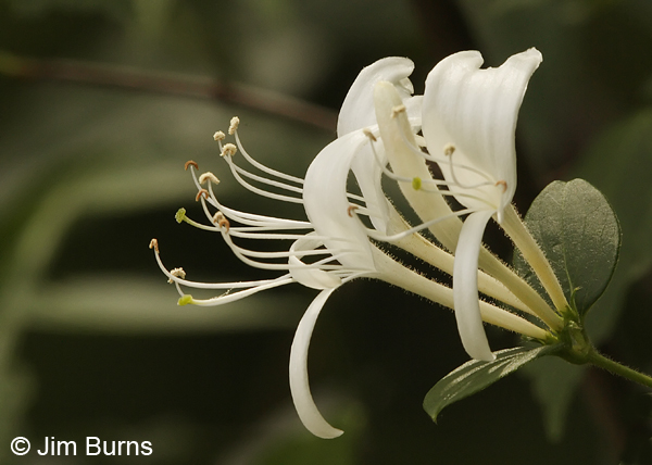 Honeysuckle, Arkansas