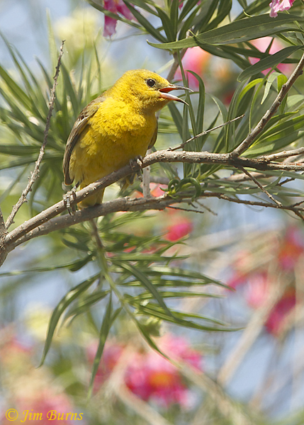 Hooded Oriole female in Desert Willow--0100