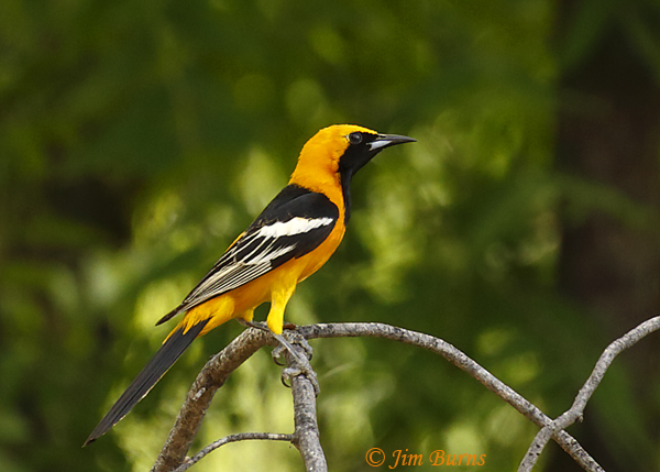 Hooded Oriole male portrait--0127
