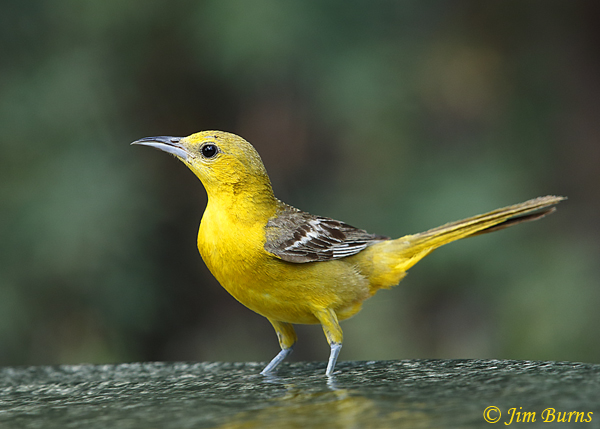 Hooded Oriole juvenile female at water--0680