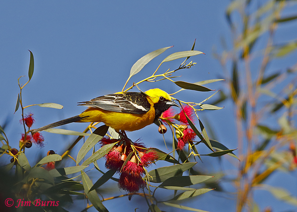 Hooded Oriole male in Bottle Brush Tree--0709
