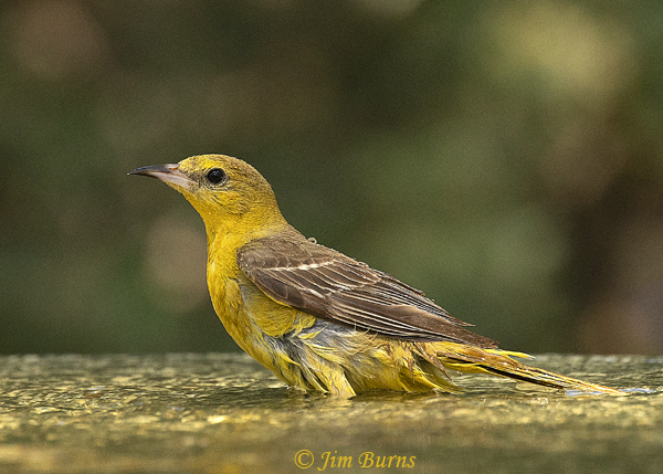 Hooded Oriole female bathing #2--3459