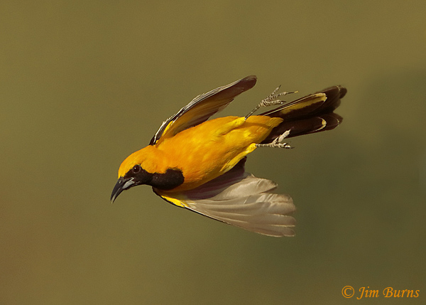 Hooded Oriole male in flight #2--3977