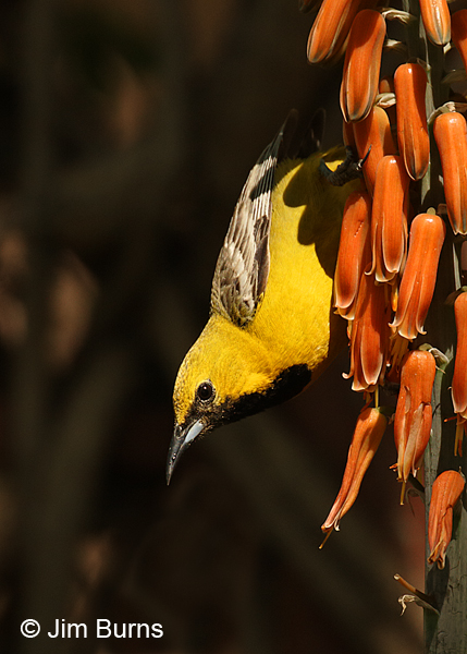 Hooded Oriole male at aloe