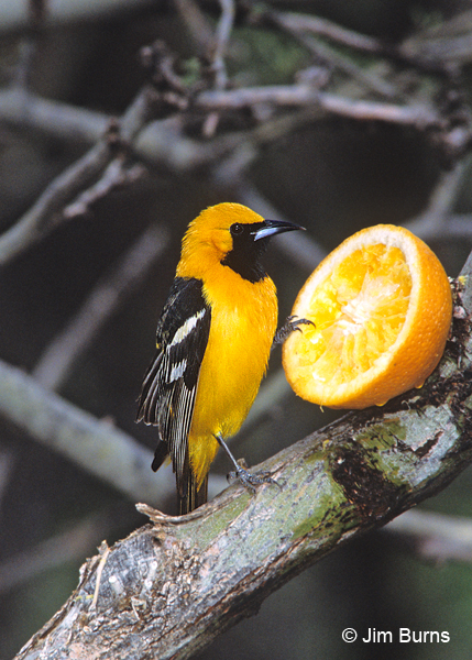 Hooded Oriole male on orange