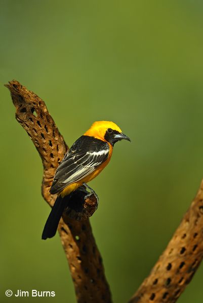 Hooded Oriole male profile