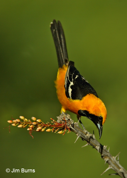 Hooded Oriole male