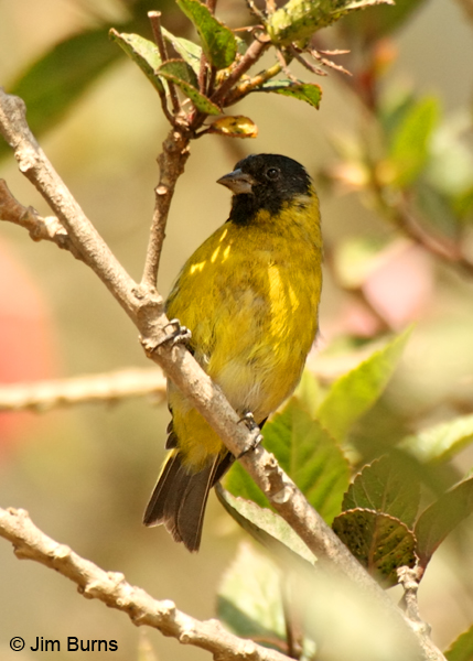 Hooded Siskin