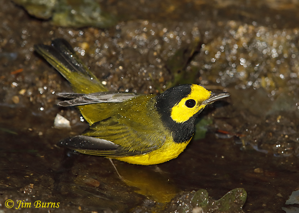 Hooded Warbler male bathing--5757