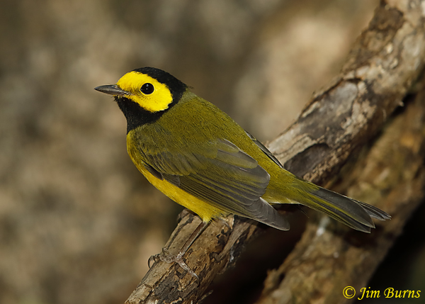 Hooded Warbler male--5832