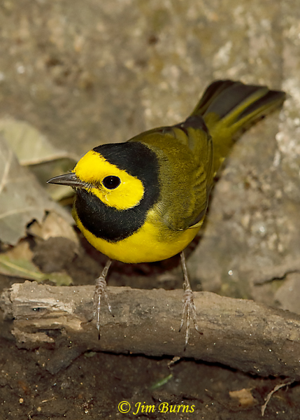 Hooded Warbler male at waterhole #2--5979