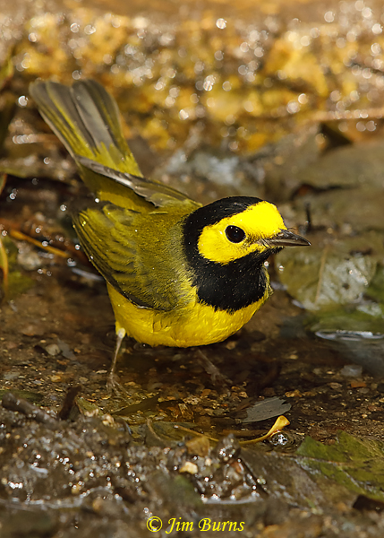 Hooded Warbler male at waterhole--6088