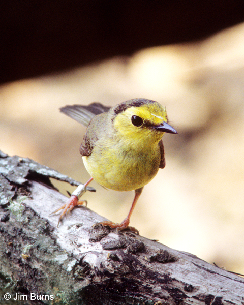 Hooded Warbler first spring female