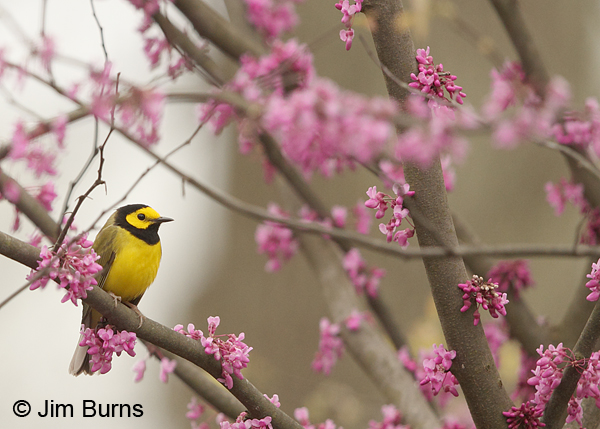 Hooded Warbler male in Redbud #3