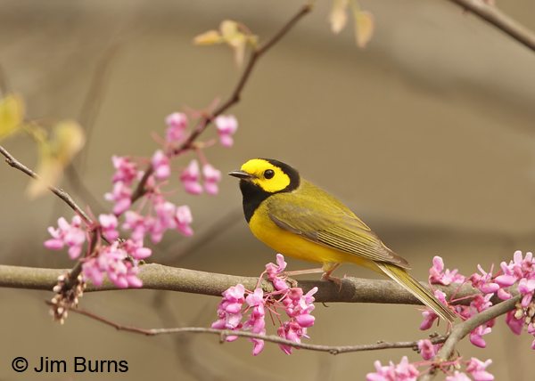 Hooded Warbler male in Redbud #1