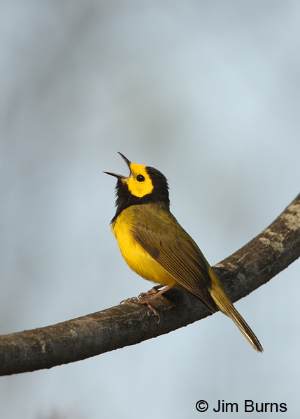 Hooded Warbler male singing