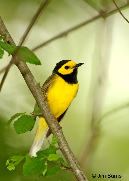Hooded Warbler male ventral