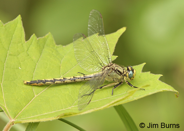 Horned Clubtail female, Washington Co., MN, June 2014