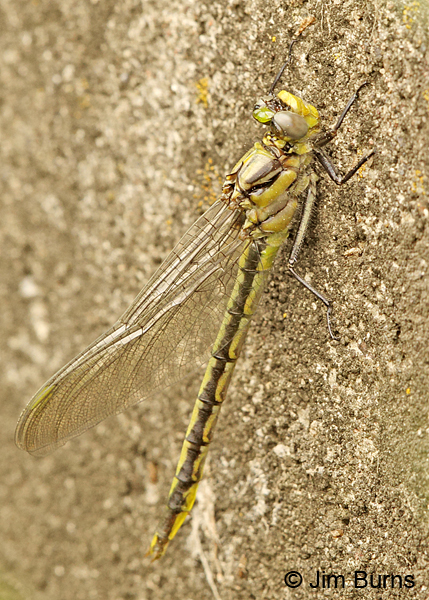 Horned Clubtail teneral female, Eau Claire Co., WI, June 2014