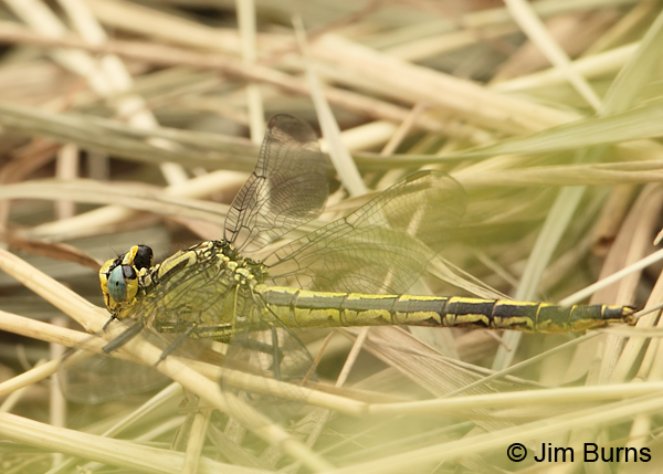 Horned Clubtail female, St. Louis Co., MN, July 2012