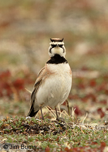 Horned Lark horns