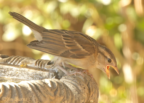 House Sparrow fledgling--9216