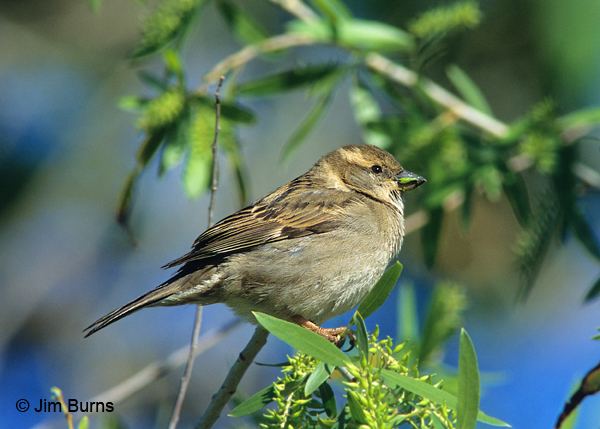 House Sparrow female