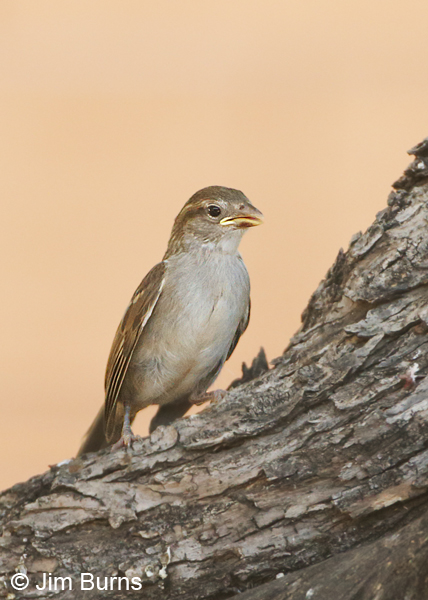 House Sparrow fledgling