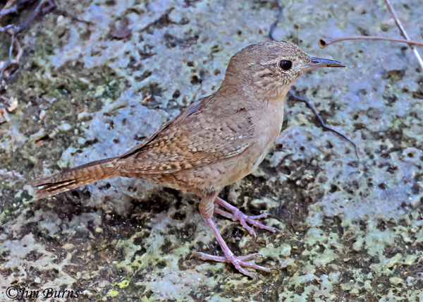 House Wren on rock--0093