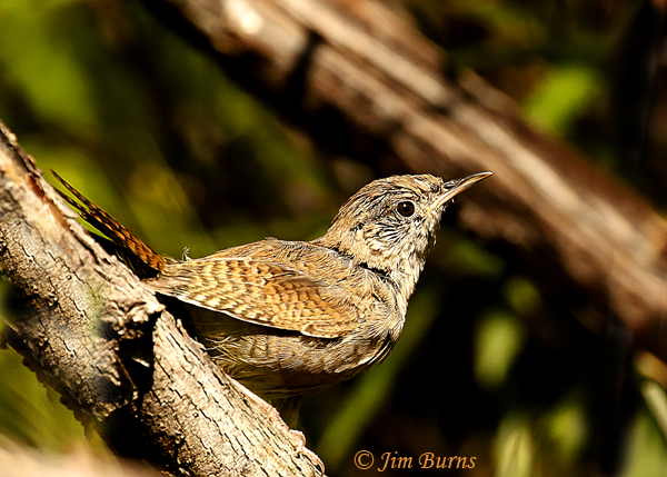 House Wren juvenile--5173