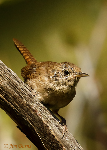 House Wren juvenile face pattern--5198