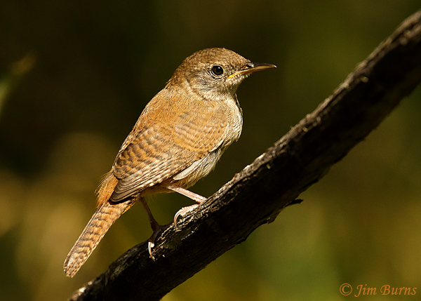 House Wren--5222