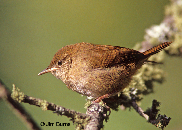 House Wren brown-throated form southeastern Arizona
