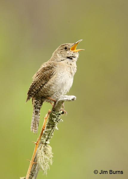 House Wren singing