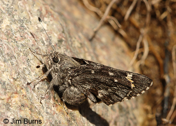 Huachuca Giant-Skipper, Arizona