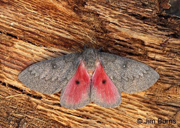 Hubbard's Small Silkmoth on tree, Arizona