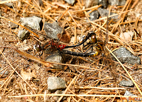 Hudsonian Whiteface pair in wheel, Pine Co., MN, June 2019--3559