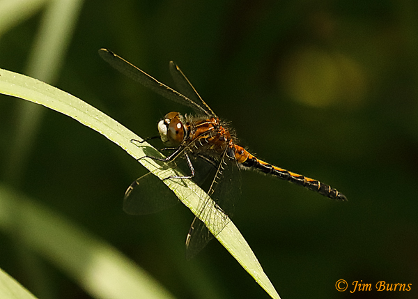 Hudsonian Whiteface heteromorph female, Pine Co., MN, June 2019-3588
