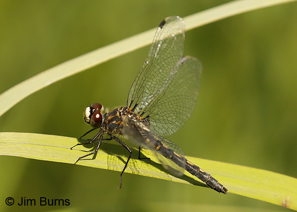 Hudsonian Whiteface heteromorph female, Pend Oreille Co., WA, August 2018--0110