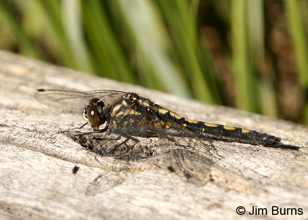 Hudsonian Whiteface heteromorph female, Summit Co., UT, July 2016