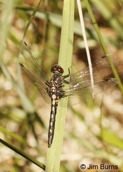 Hudsonian Whiteface heteromorph female, Deschutes Co., OR, July 2013