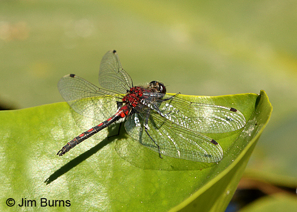 Hudsonian Whiteface male, Summit Co., UT, July 2016
