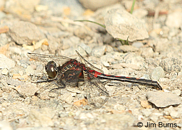 Hudsonian Whiteface male, Anchorage, AK, June 2015