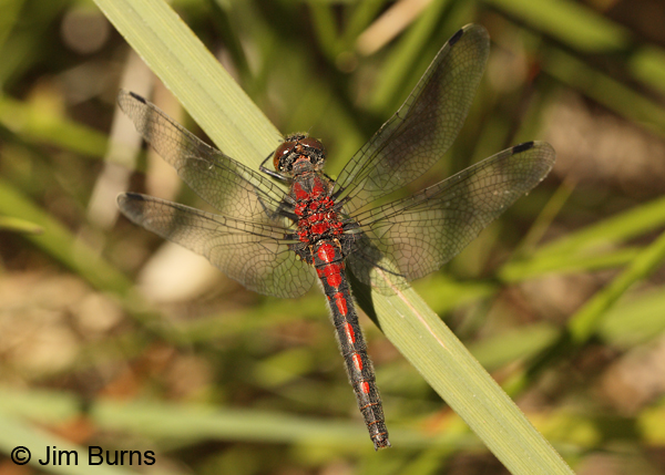 Hudsonian Whiteface andromorph female, Deschutes Co., OR, July 2013